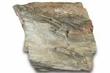 Petrified Wood Section with Sparkling Quartz - Arizona #305435-1